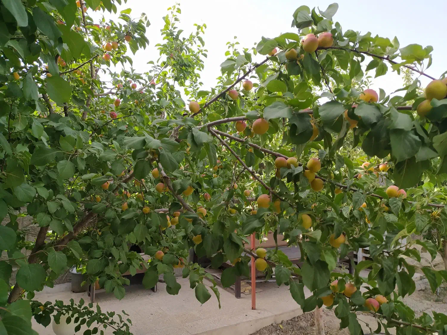 فروش باغ 500متری علیشاهدان|فروش خانه و ویلا|پیر بکران, |دیوار