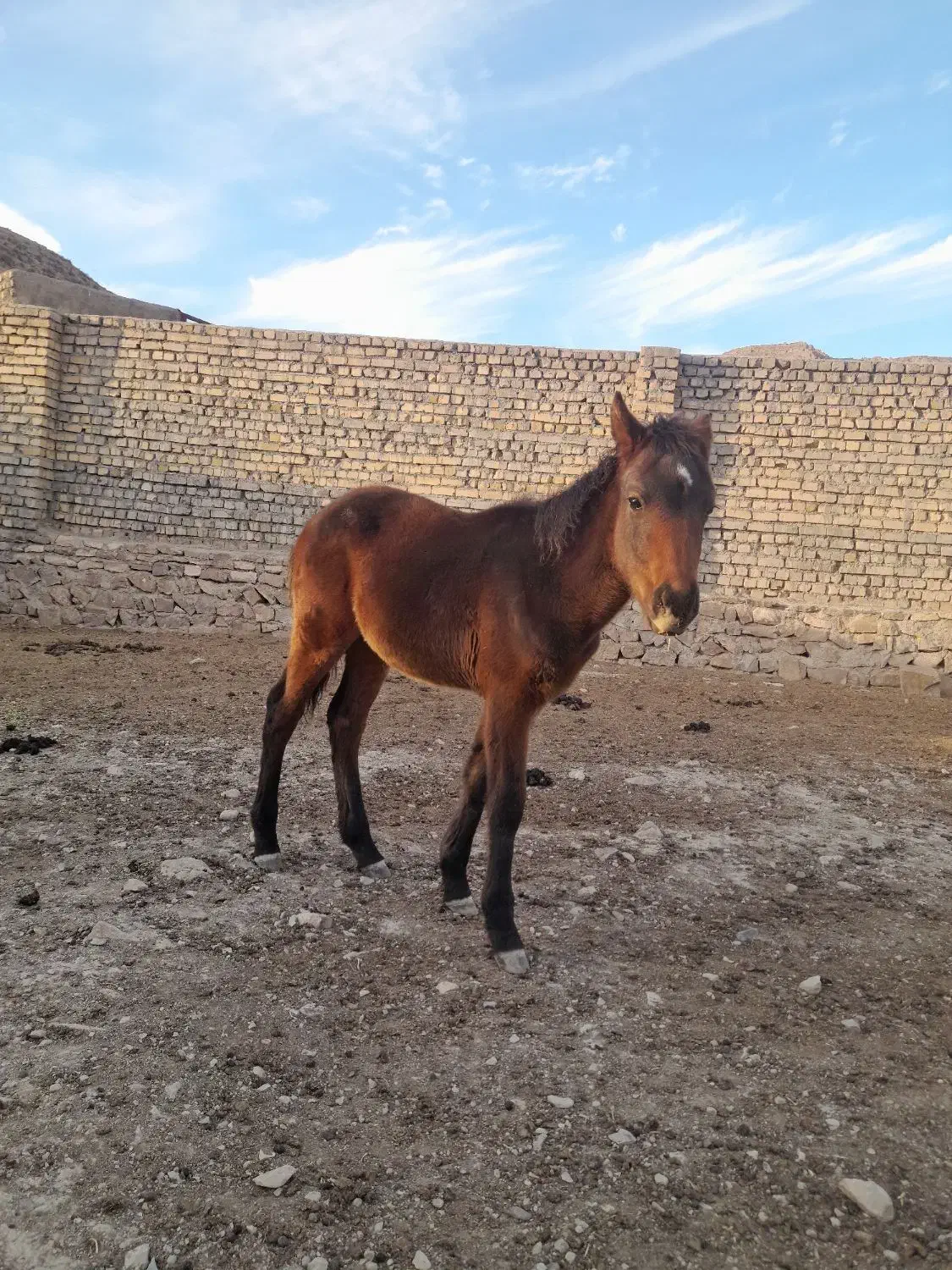 کره اسب|اسب و تجهیزات اسبسواری|قوچان, |دیوار