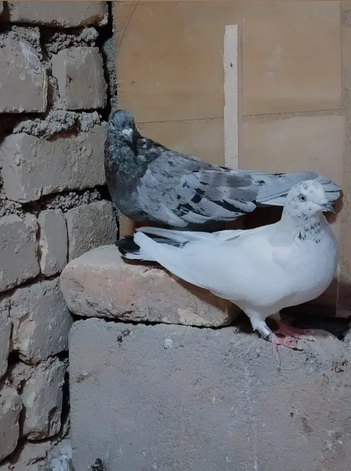 یجفت کبوتر|پرنده|یاسوج, |دیوار