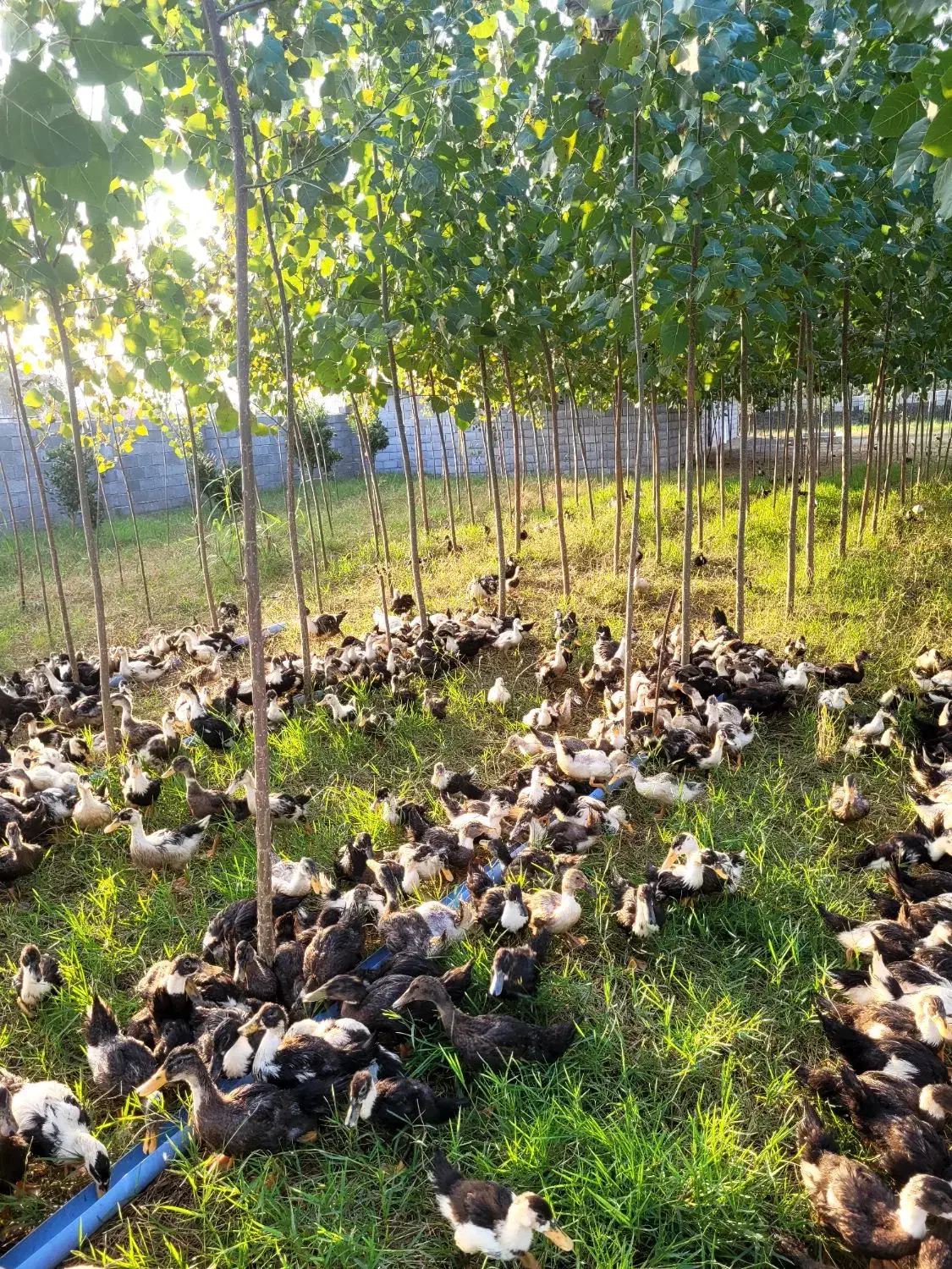 اجاره سوله ۲۰۰ متری و خونه ۳۰ متری فول قابل سکونت|اجارهٔ دفتر صنعتی، کشاورزی، تجاری|تالش, طولارود|دیوار