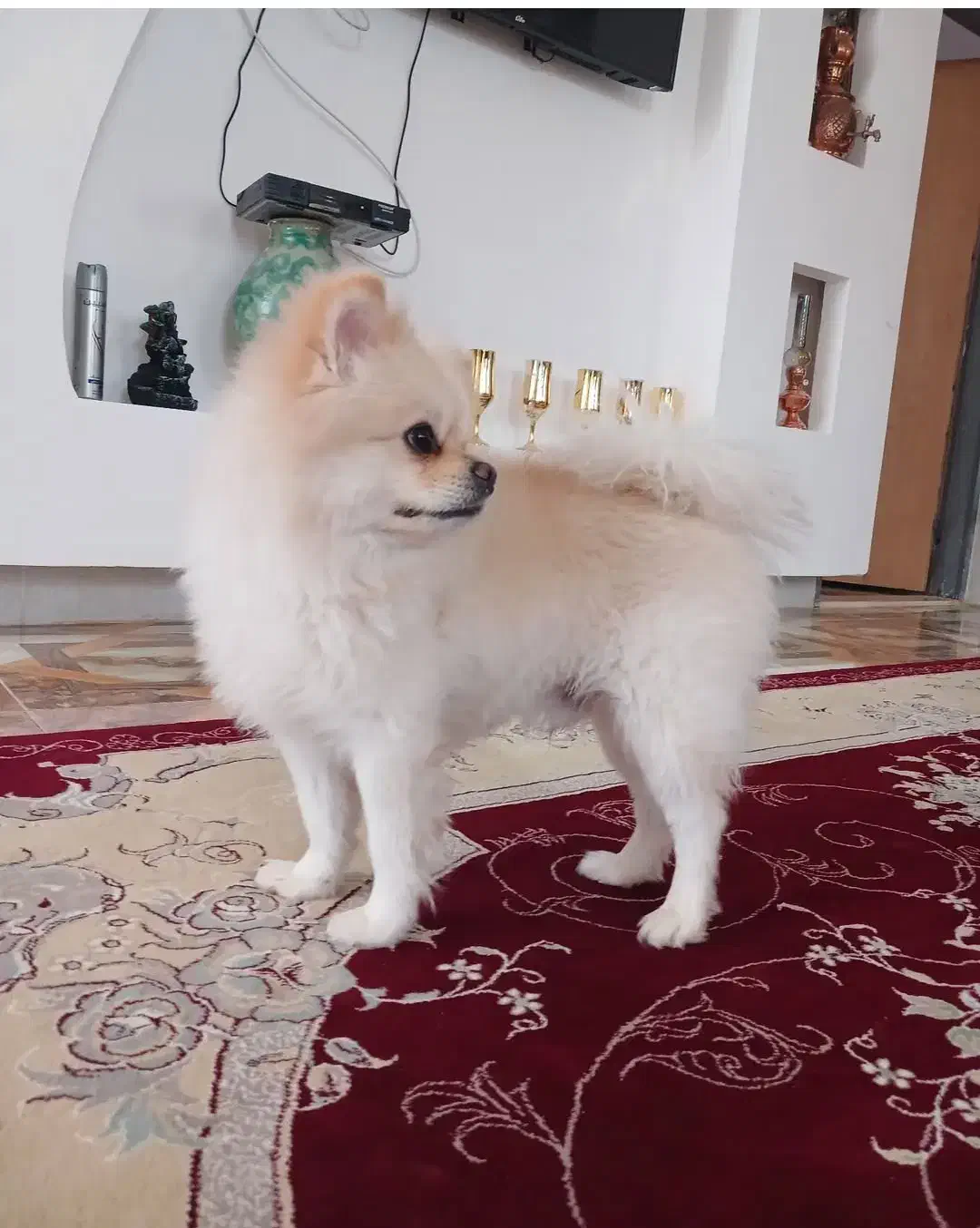 سگ پام ین خرسی|سگ|صدرا-فارس, فاز ۱|دیوار