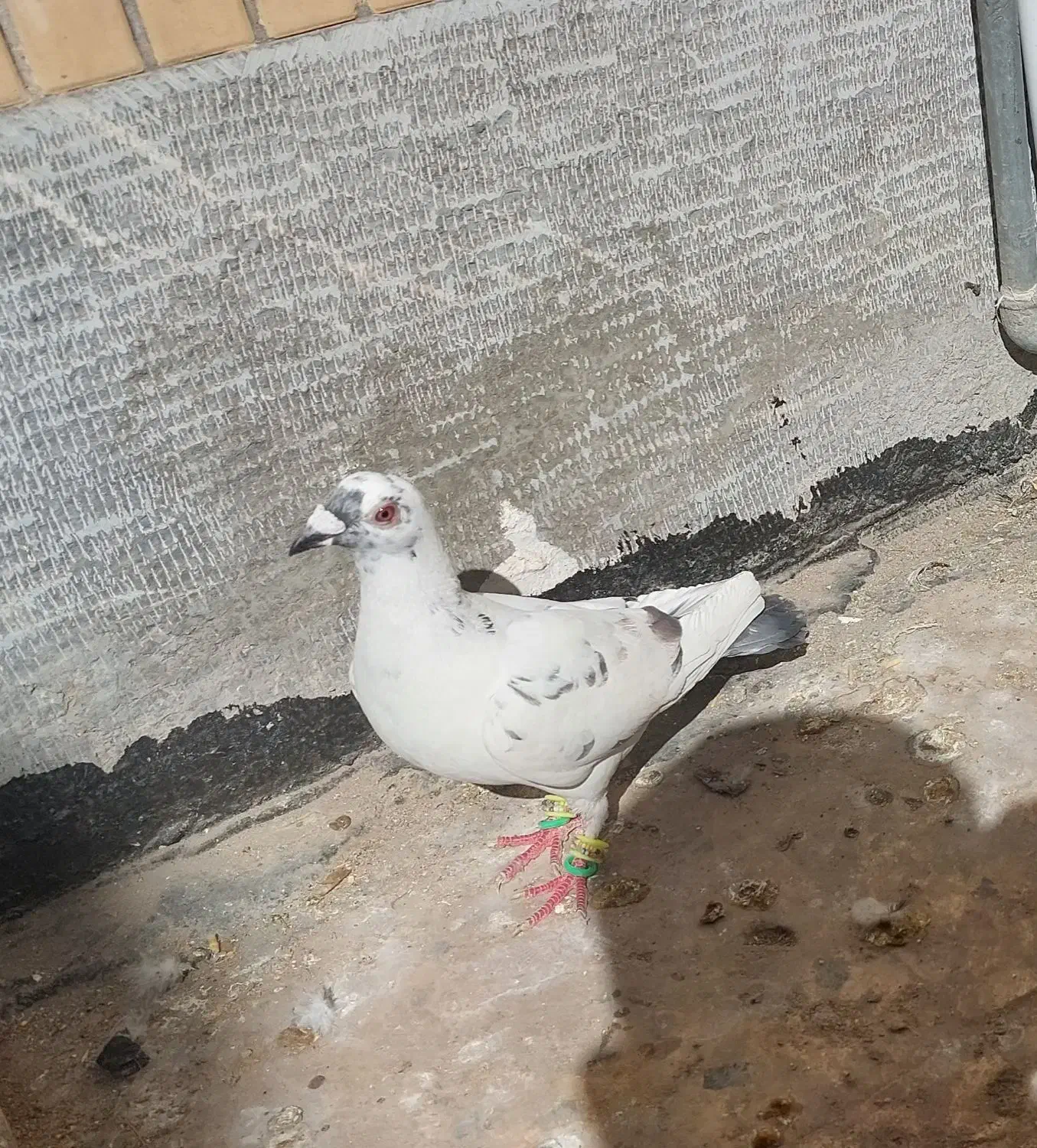 کفتر پرشی|حیوانات|نیشابور, خط کاشمر|دیوار