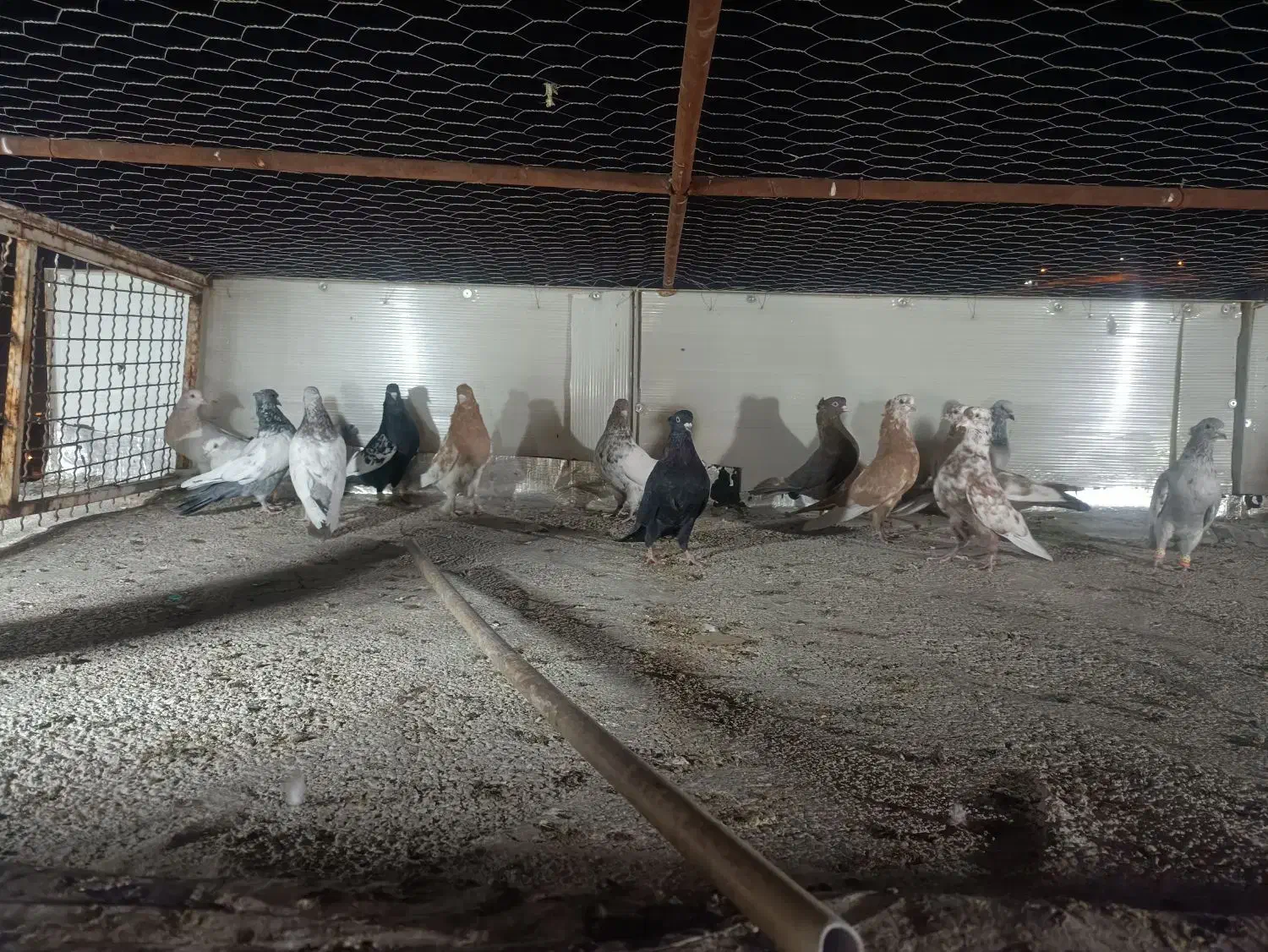 کبوتر کفتر|پرنده|شیراز, سعدیه شمالی|دیوار