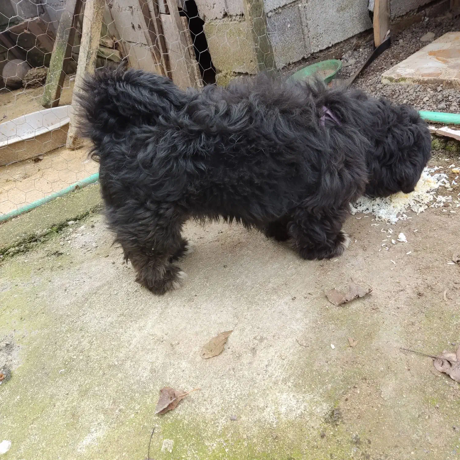 سگ پاکوتاه|سگ|حویق, |دیوار