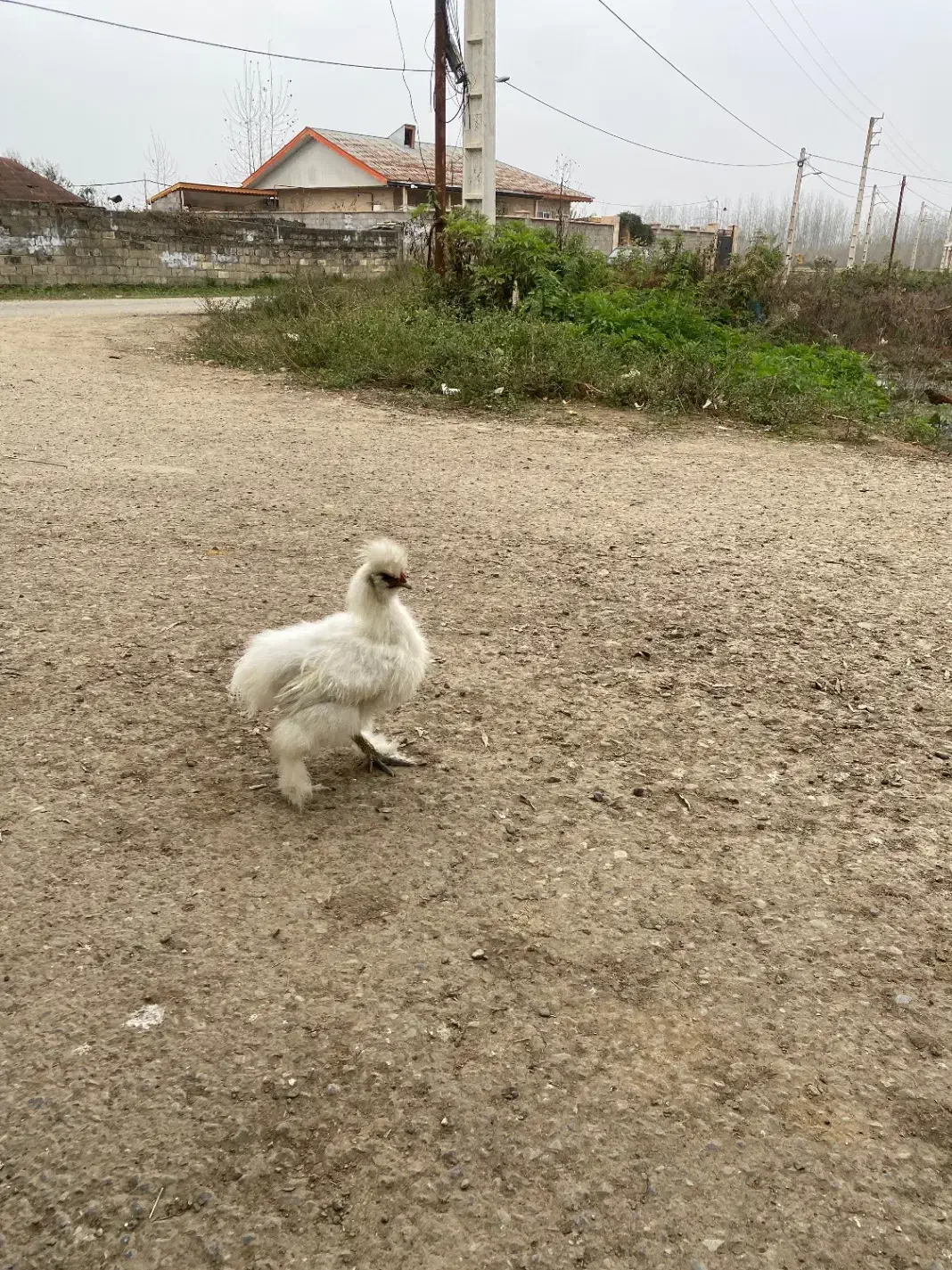 مرغ تزئینی زینتی|پرنده|صومعهسرا, |دیوار