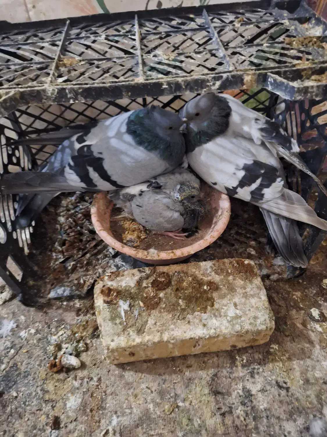 نروماده سبز کاغذی باجوجه بهشرط|پرنده|پیر بکران, |دیوار