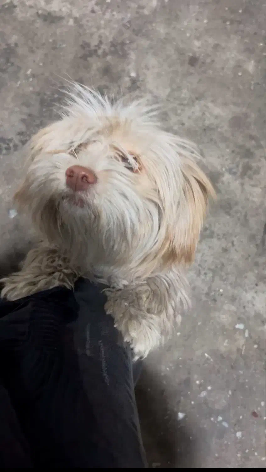 سگ گمشده حوالی مایان کوی اطلس|سگ|تبریز, |دیوار