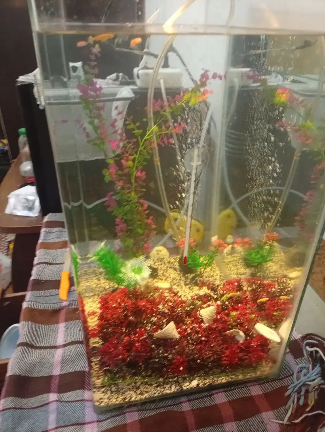 آکواریم شیشه خم با وسایل|ماهی|کرمان, |دیوار