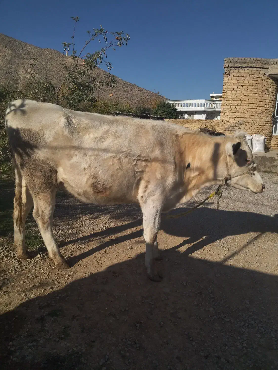 گاو نوبر هلشتاین ۶ماه آبستن نژاد عالی|حیوانات مزرعه|درودزن, |دیوار