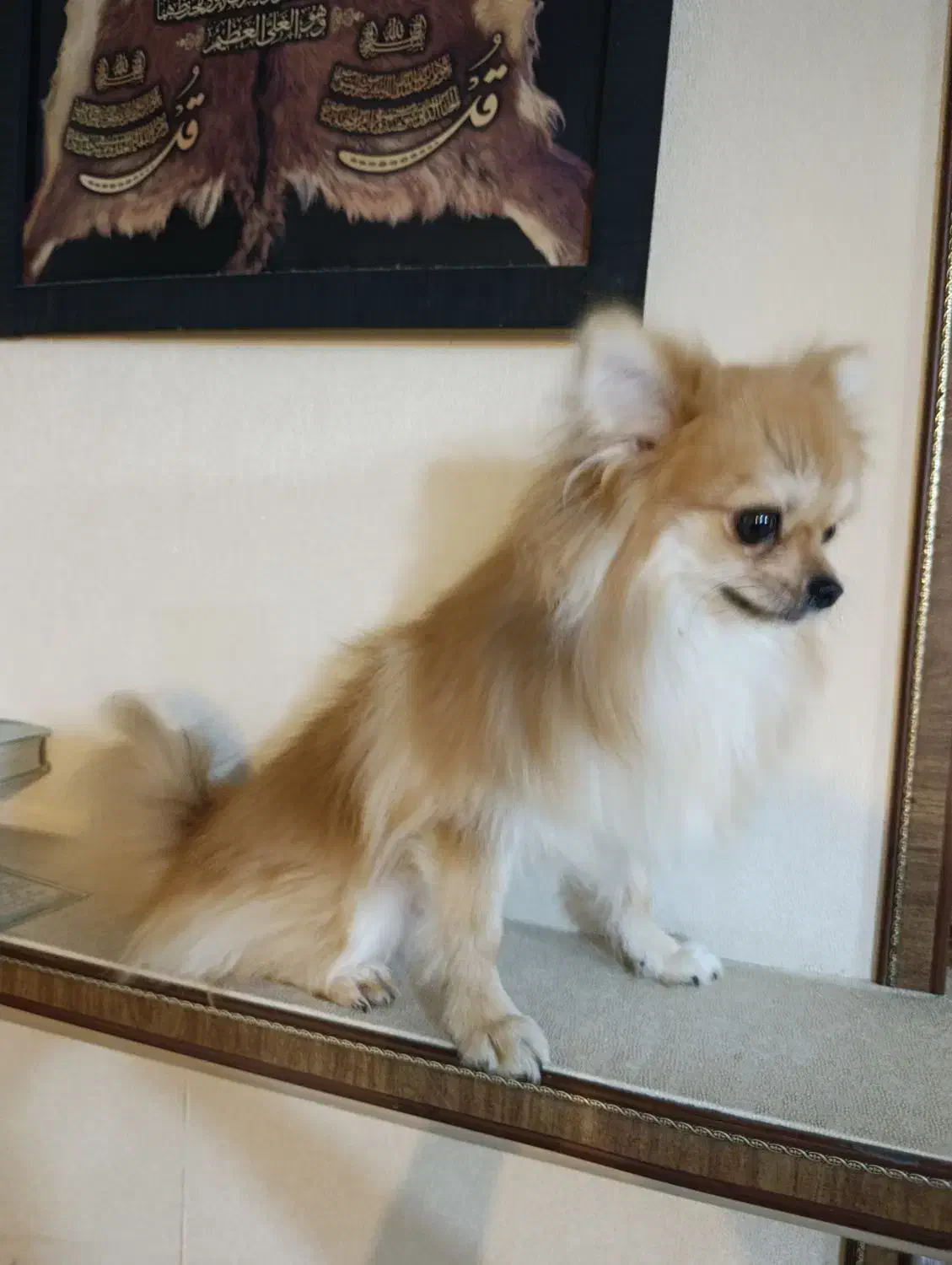 سگ پامرین|سگ|گرگان, |دیوار