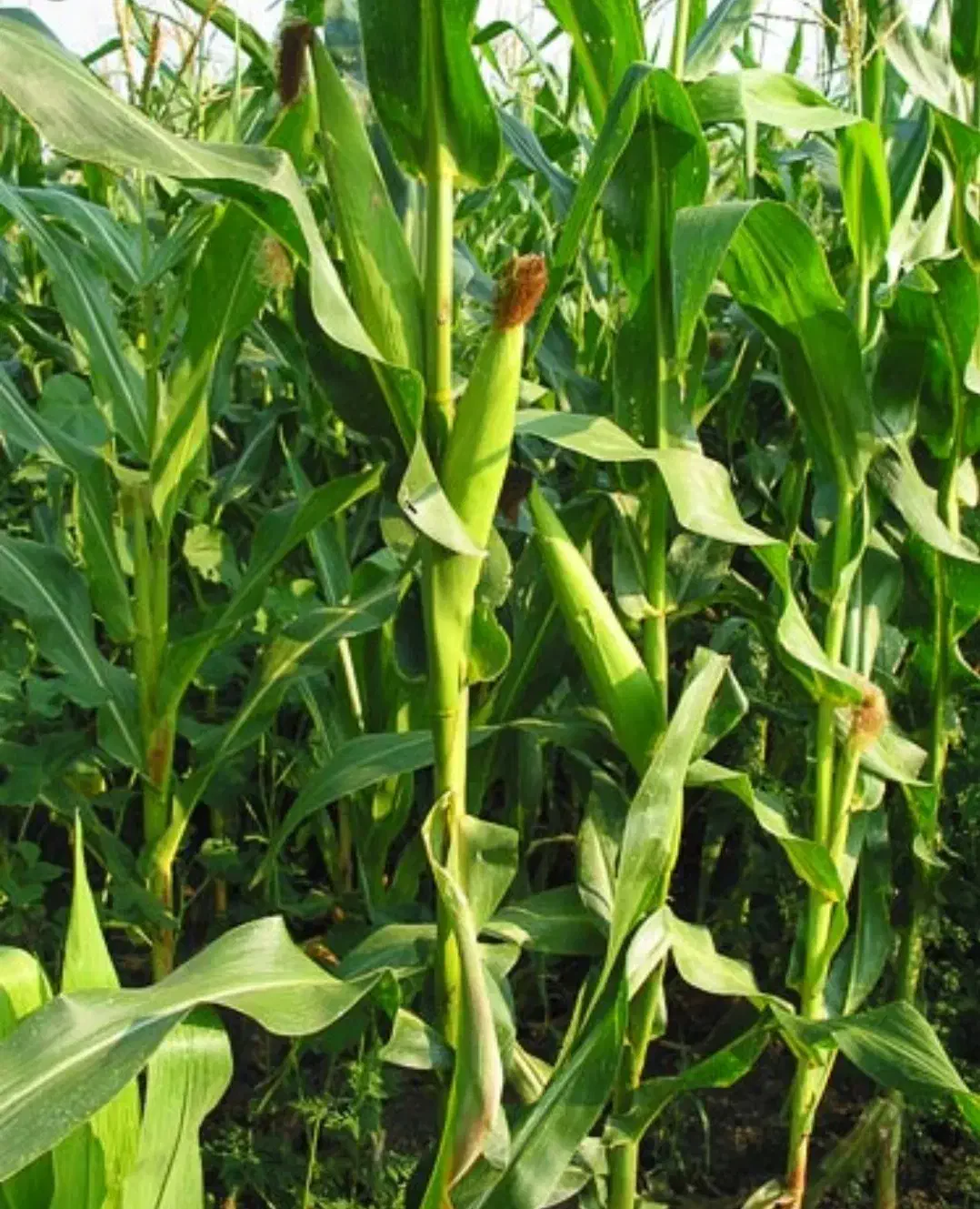 ذرت/علوفهای/چاپر مرغوب|حیوانات مزرعه|پاسارگاد, |دیوار