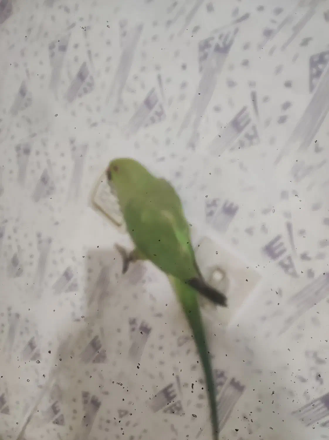 ملنگو|پرنده|نیشابور, ده حلاج|دیوار