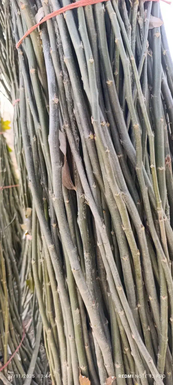 قلمه تبریزی|خدمات باغبانی و درختکاری|میاندوآب, |دیوار