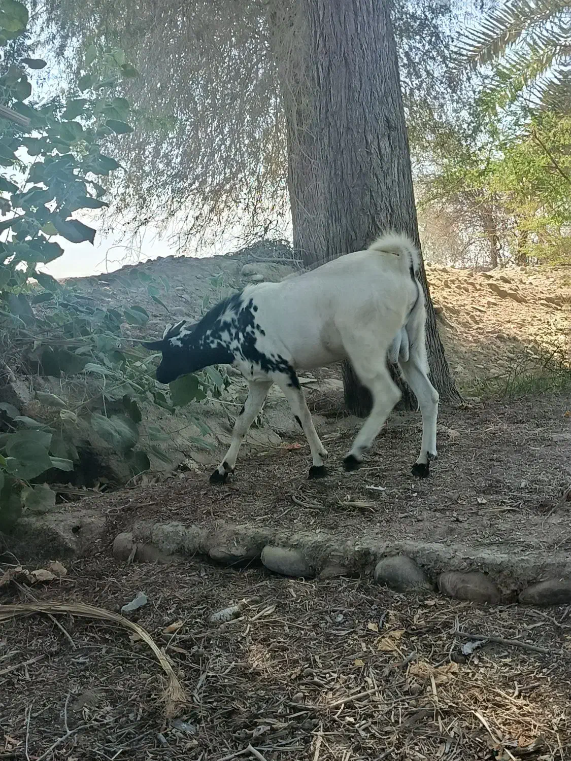 یک جفت نر و ماده آصل بنگال نسل دوقلو زاه|حیوانات مزرعه|چابهار, |دیوار