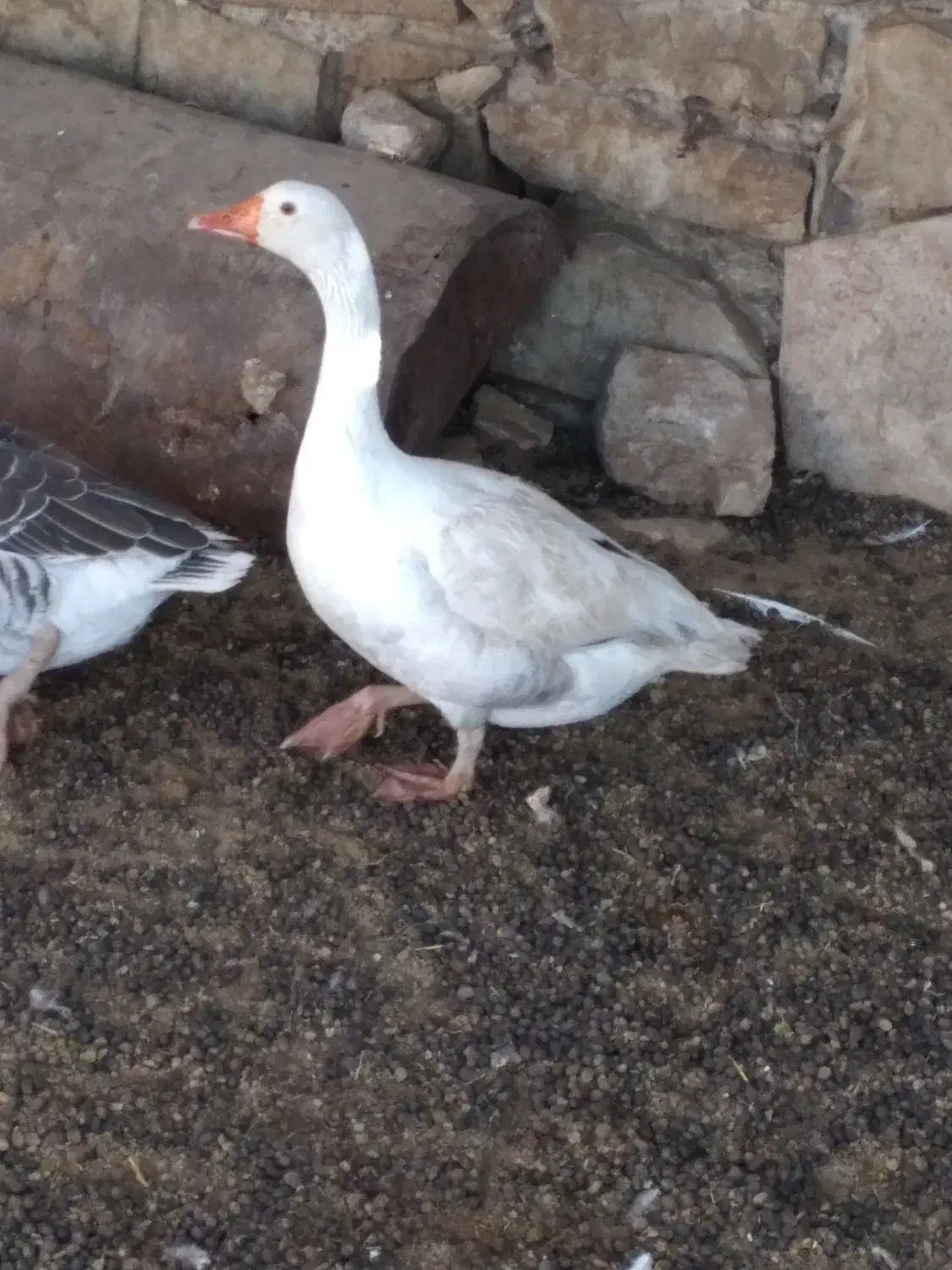 غاز|حیوانات مزرعه|دهدشت, |دیوار