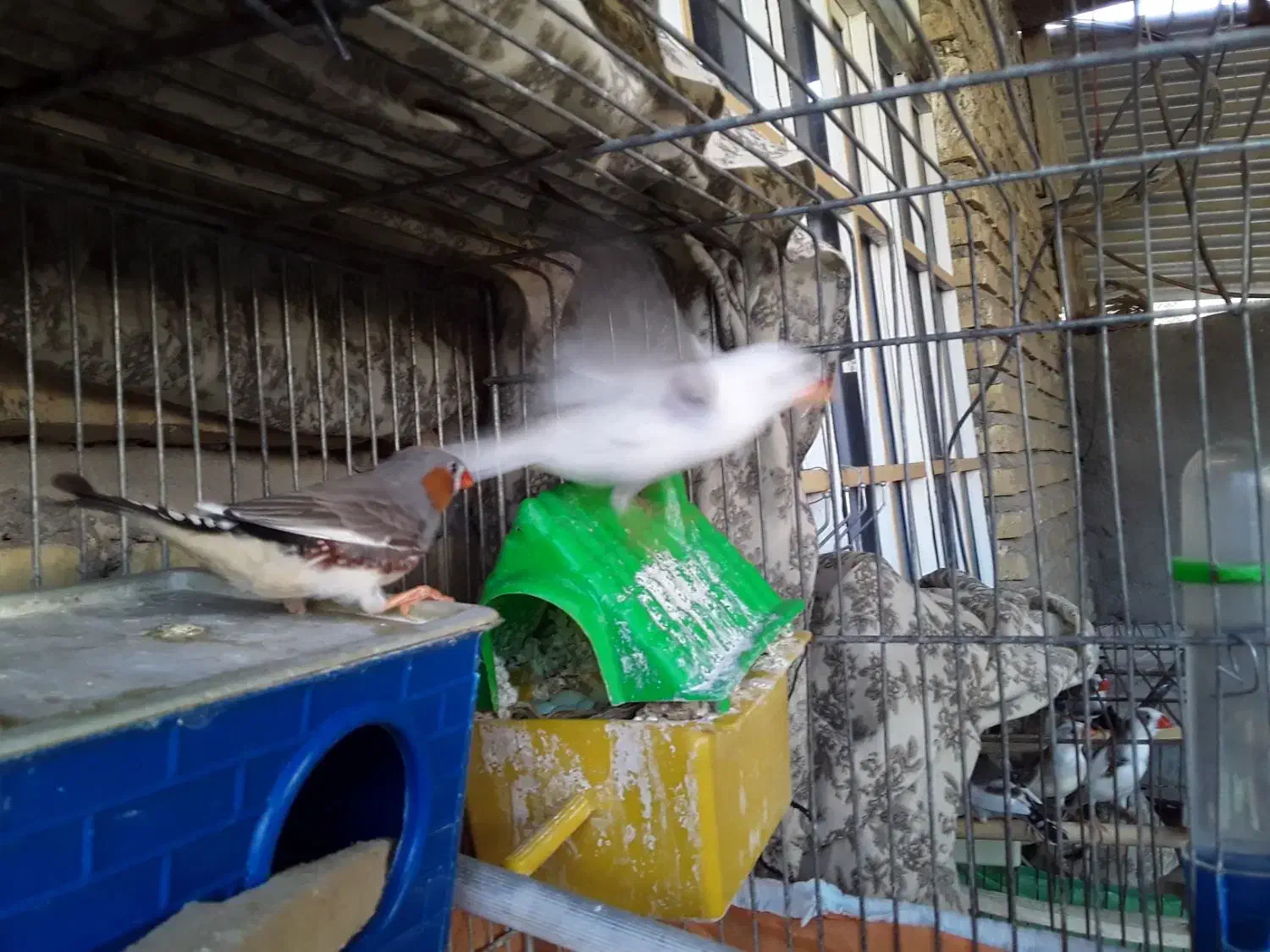 فروش فنج بالغ مولد نژاد دار|پرنده|دهلران, |دیوار