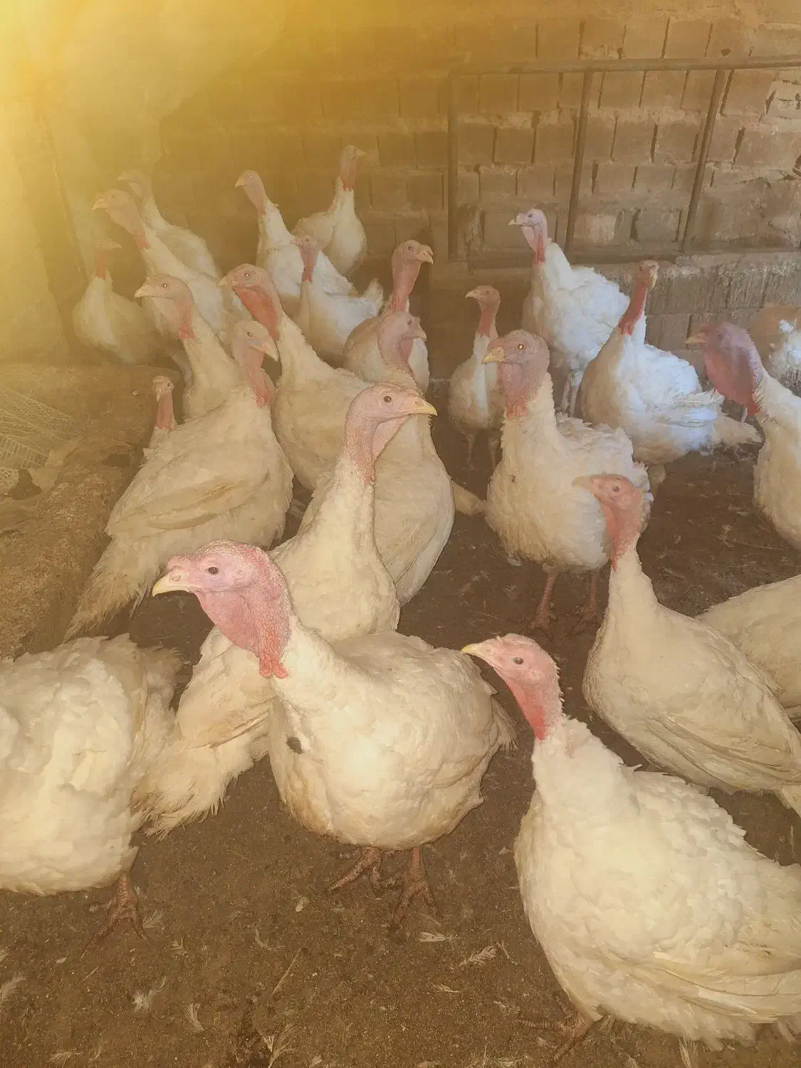 بوقلمون سفید|حیوانات مزرعه|امام, |دیوار