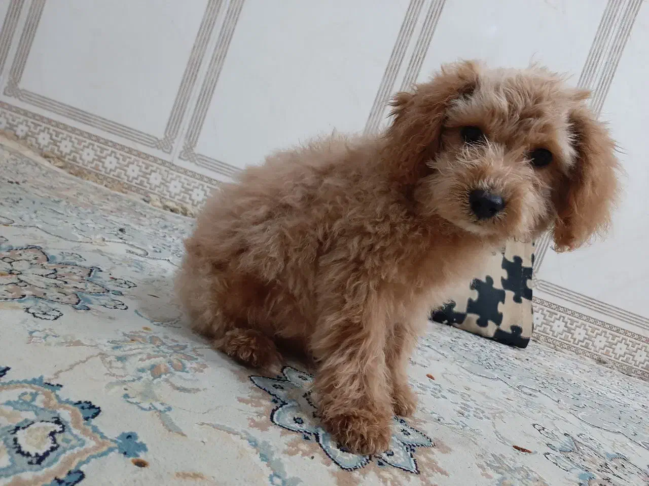 سگ پودل|سگ|مشهد, چهارچشمه|دیوار