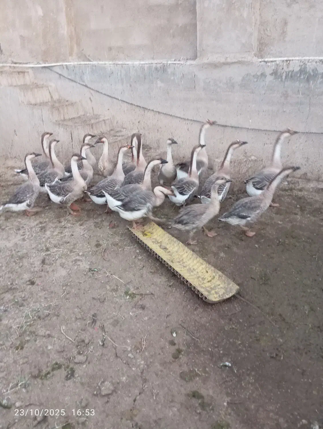 قوغاز اصل|حیوانات مزرعه|زابل, |دیوار