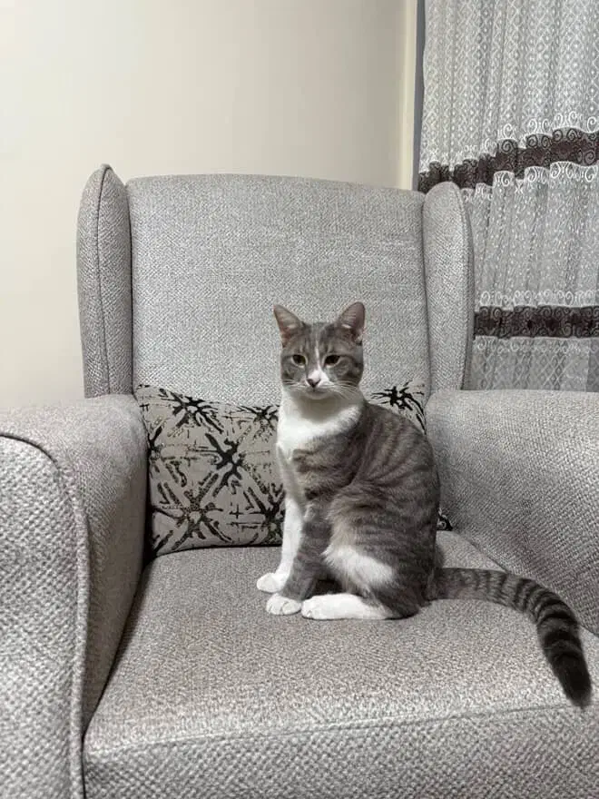 گربه گمشده|حیوانات|شیراز, عادل آباد|دیوار