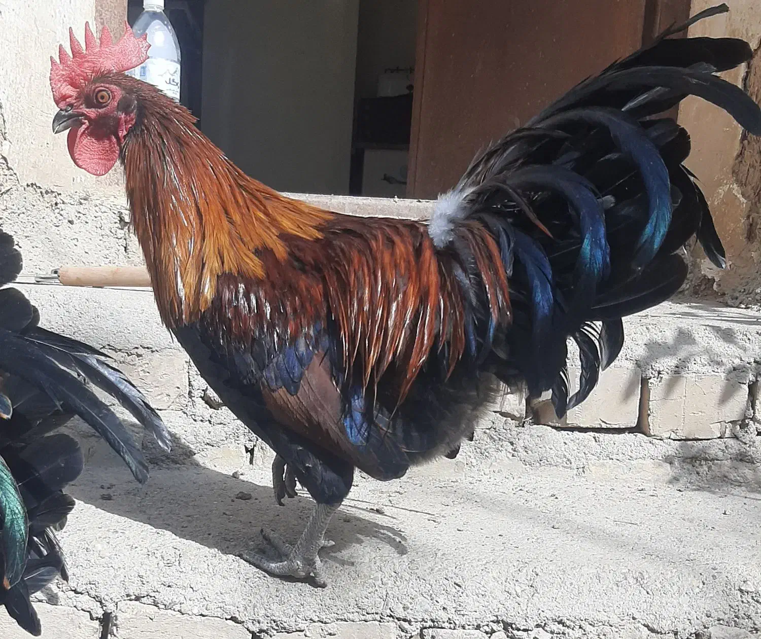 مرغ و خروس و بوقلمون|حیوانات مزرعه|قزوین, |دیوار