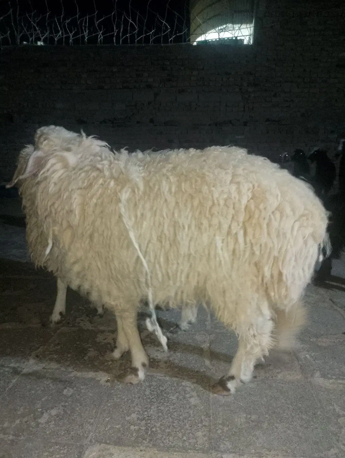 خرید|حیوانات مزرعه|خاش, |دیوار