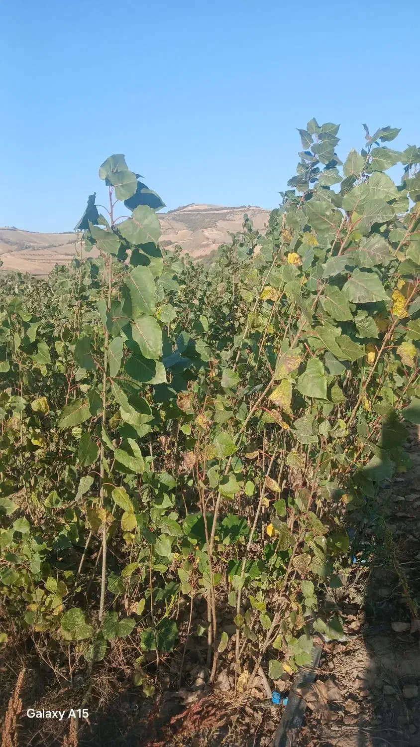 نهال صنوبر ترک و تبریزی یکساله و دوساله|خدمات باغبانی و درختکاری|مینودشت, |دیوار