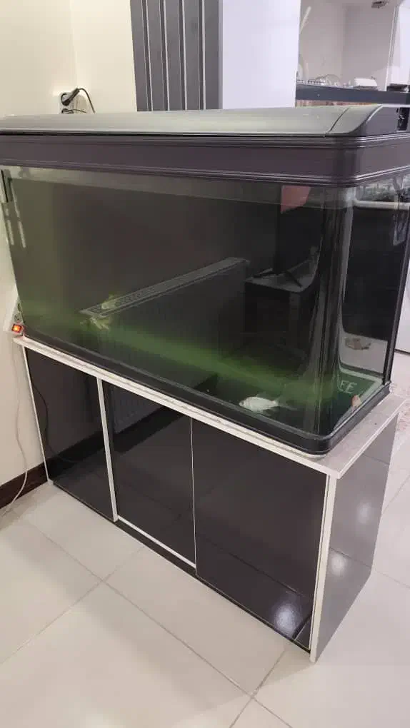 اکواریوم دلسا شرکتی|ماهی|برخوار, |دیوار