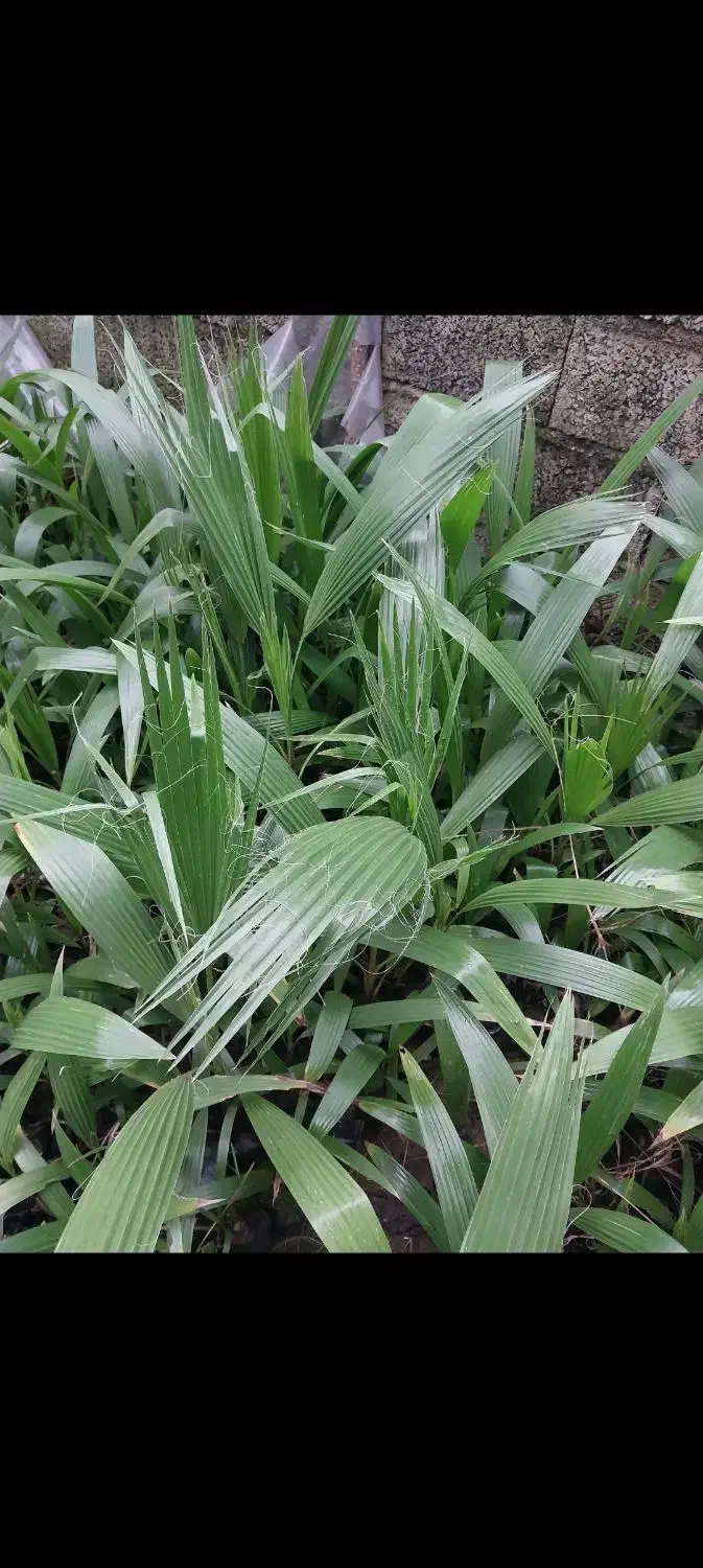 پالم ، یوکا ، شمشاد|خدمات باغبانی و درختکاری|کلاچای, |دیوار