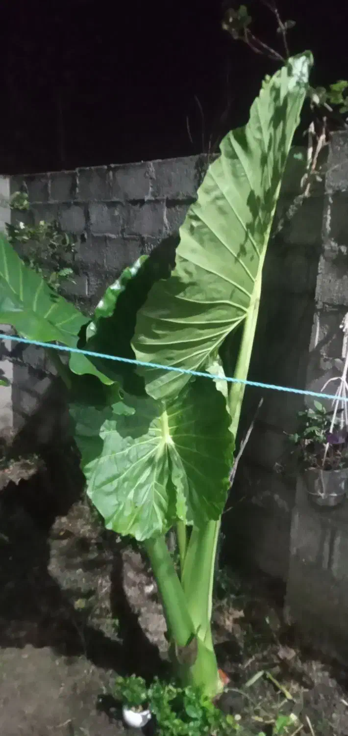 گل بابا ادم و اگاو ابلغ|گل و گیاه طبیعی|خمام, |دیوار