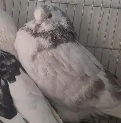 گم شد|حیوانات|لردگان, |دیوار