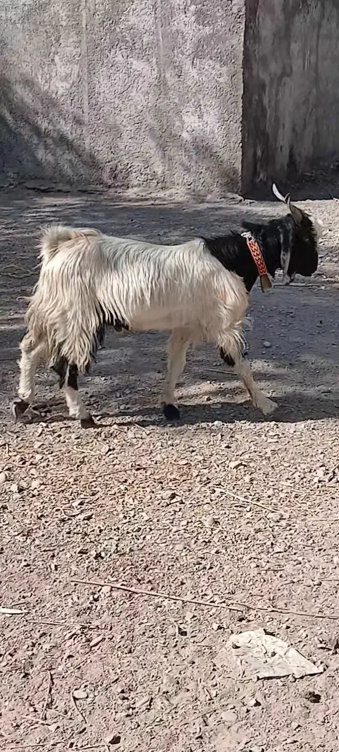 بز نجدی|حیوانات مزرعه|لنجان, |دیوار