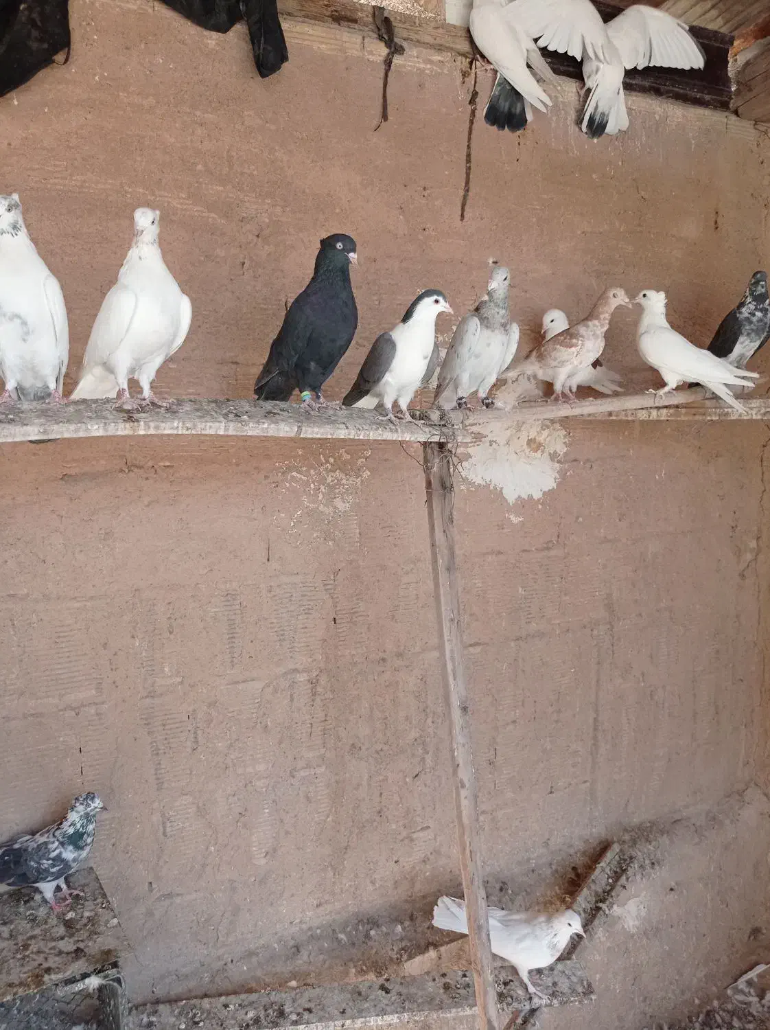 کبوتر|پرنده|شاهین‌شهر, گزبرخوار|دیوار