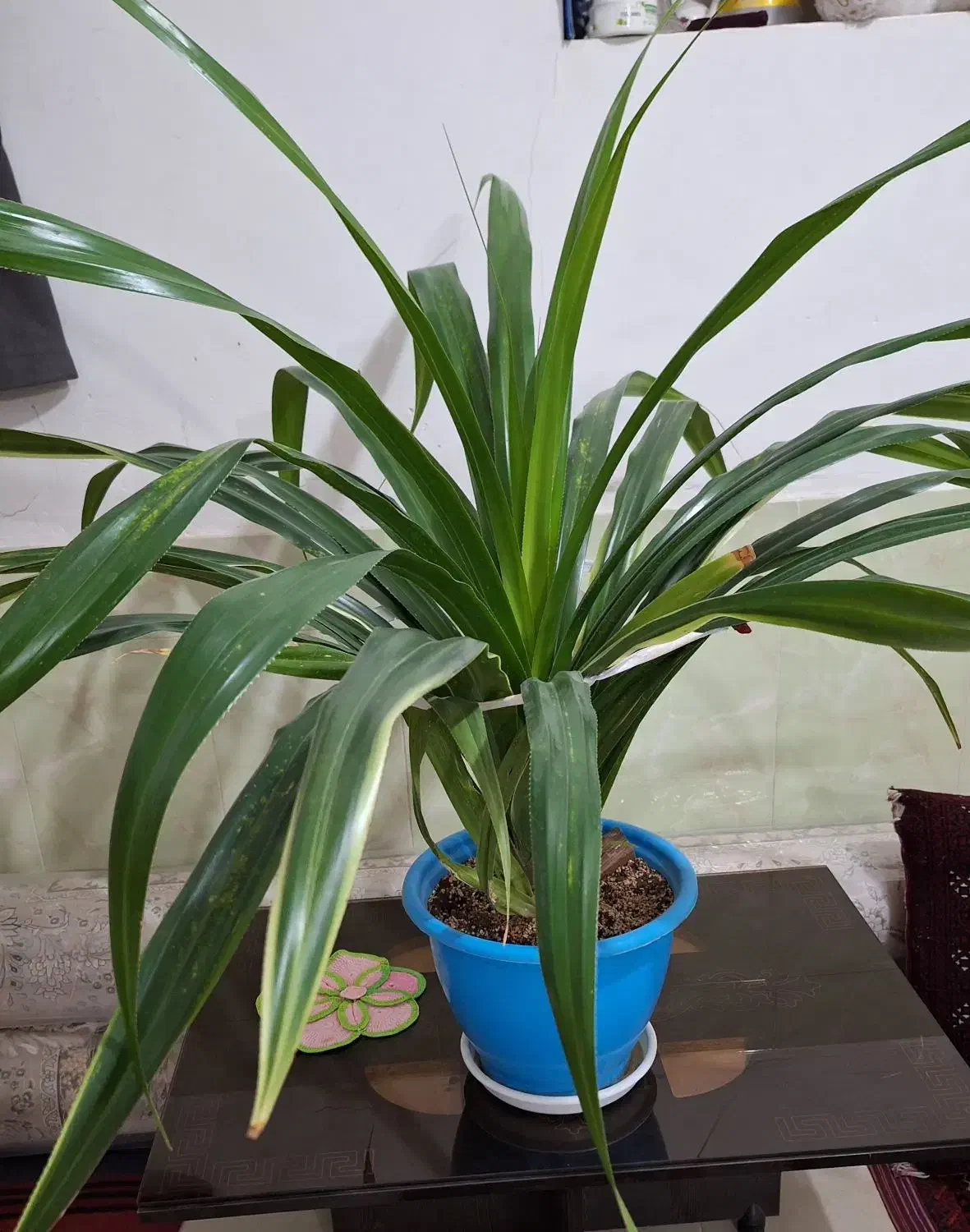 گل پاندانوس|گل و گیاه طبیعی|بیرجند, |دیوار