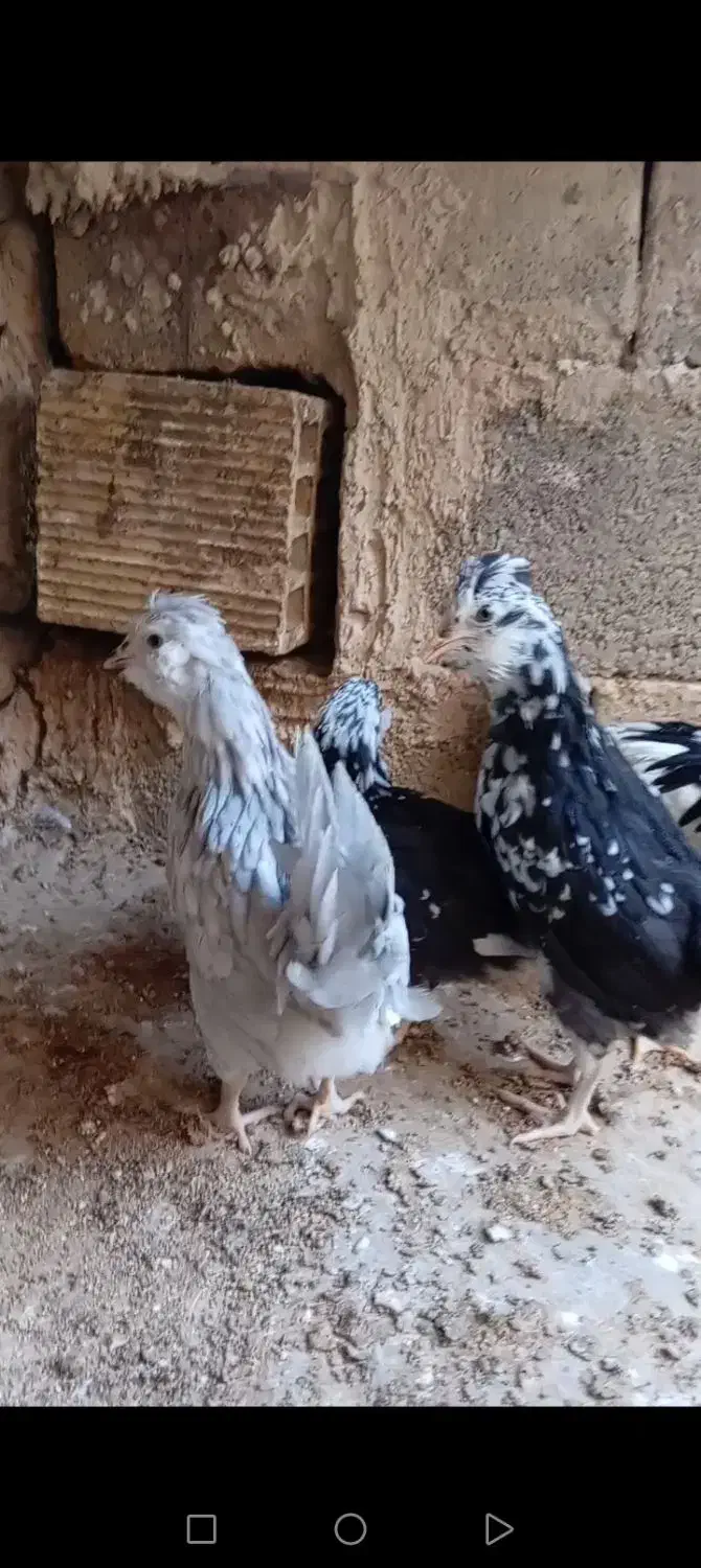 گلین|حیوانات مزرعه|شهرضا, |دیوار