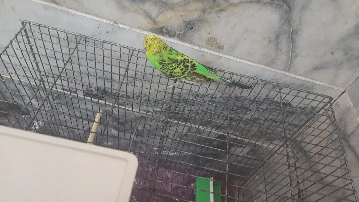 مرغ عشق|پرنده|یزد, |دیوار