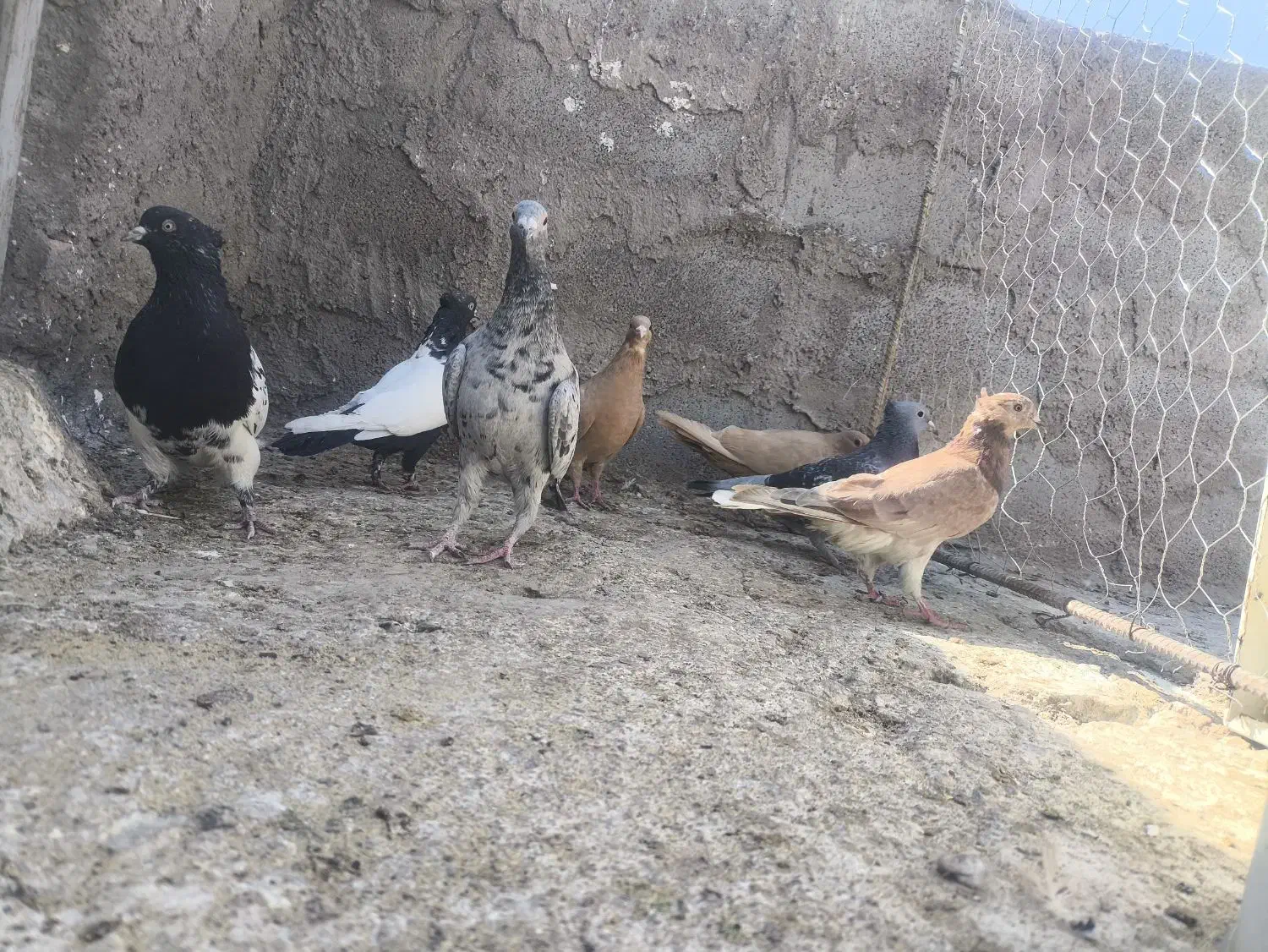 کفتر|پرنده|زید آباد, |دیوار