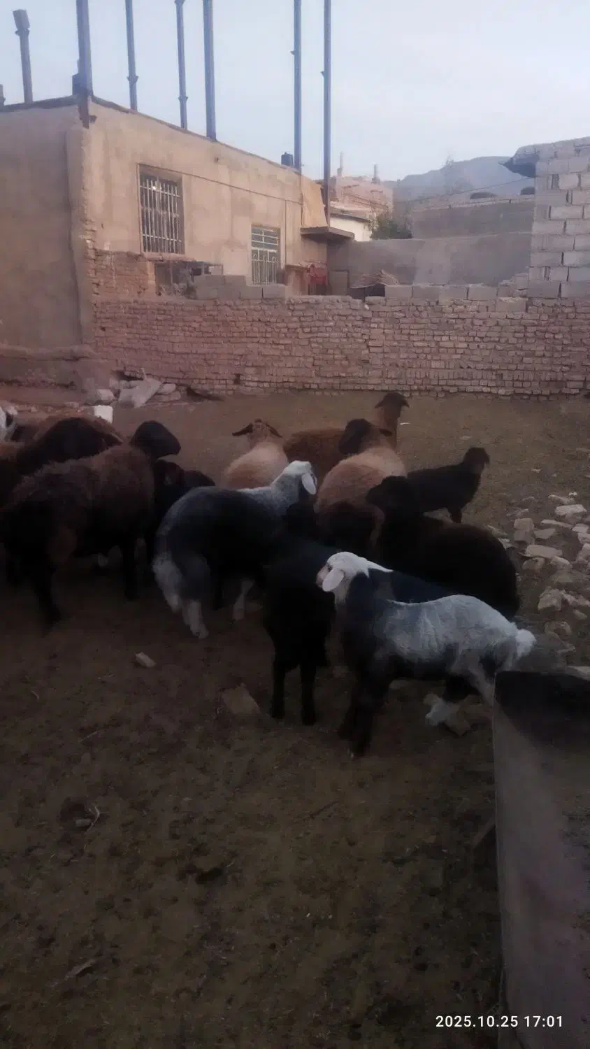 میش بره دار|حیوانات مزرعه|جلگه رخ, |دیوار