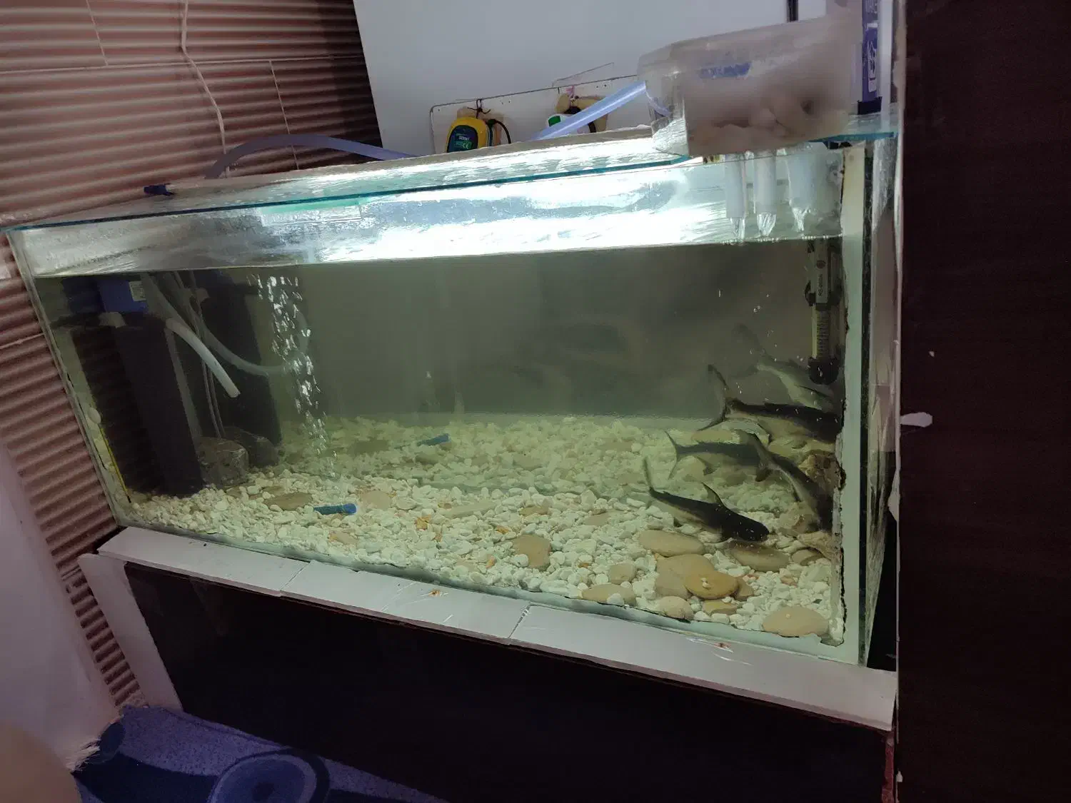 آکواریوم|ماهی|شیراز, شهرک بهار|دیوار