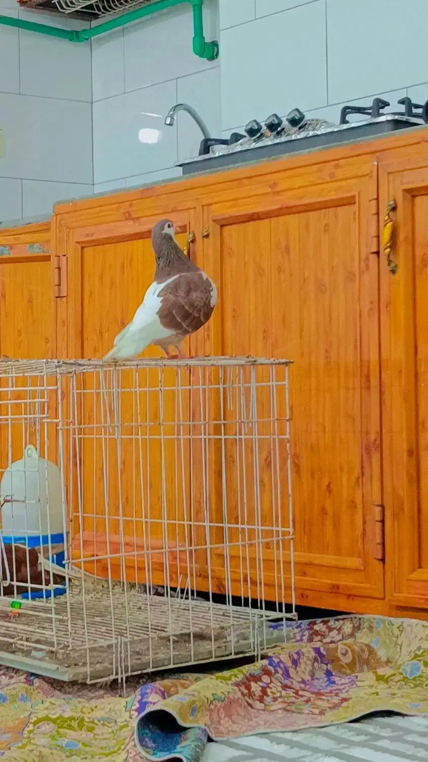 کبوتر شیرازی یه کت|پرنده|سوسنگرد, |دیوار