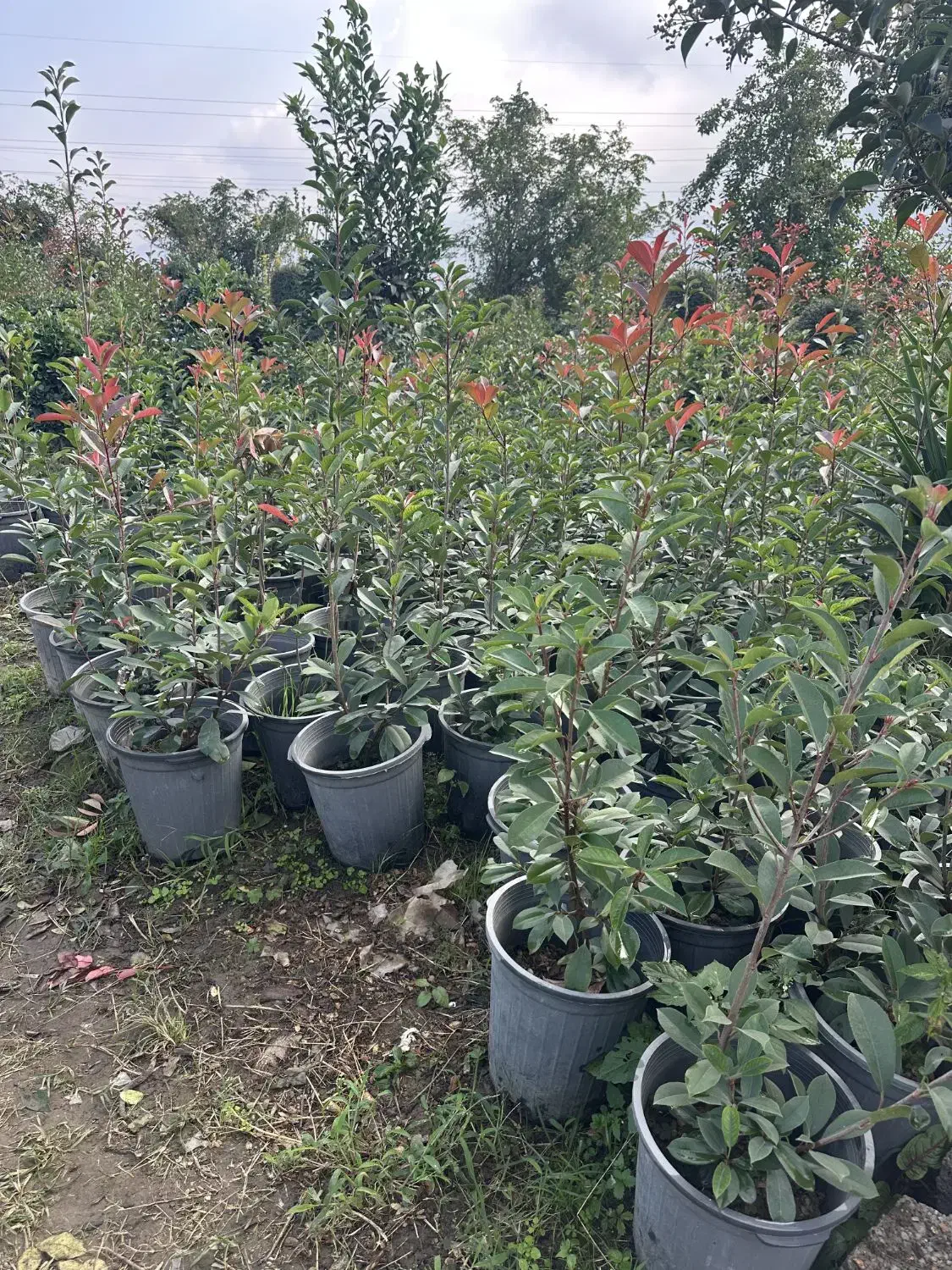 فوتونیا سطل 12 تعداد 500|گل و گیاه طبیعی|چابکسر, |دیوار