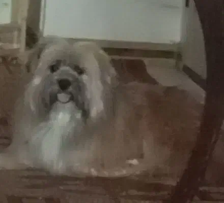 واگذاری سگ آروم دویت داشتنی حرف گوشکون|سگ|سبزوار, توحیدشهر|دیوار