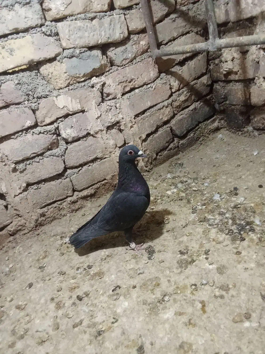 کفتر معاوضه با فلش|پرنده|بیرجند, |دیوار