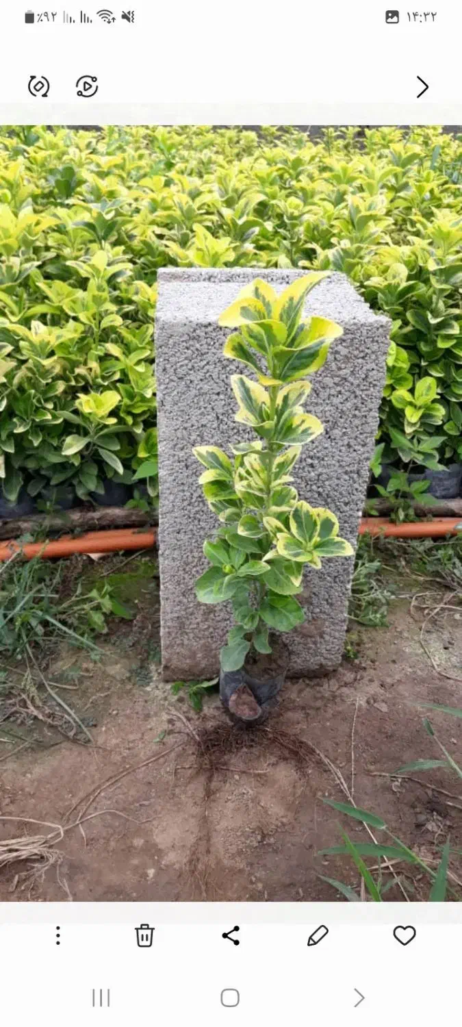 گل شمشاد|گل و گیاه طبیعی|رشت, حمیدیان|دیوار