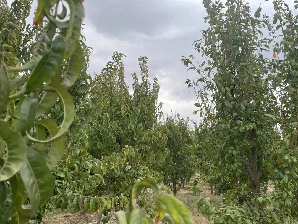 باغ شهری سی سخت امتیاز آب وبرق وگاز|فروش زمین و ملک کلنگی|سی‌سخت, |دیوار