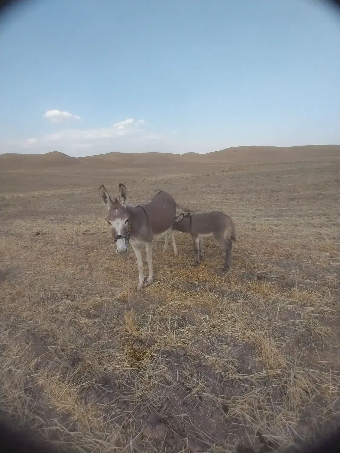 الاغ ماده با کره ماده|حیوانات مزرعه|کوهدشت, |دیوار