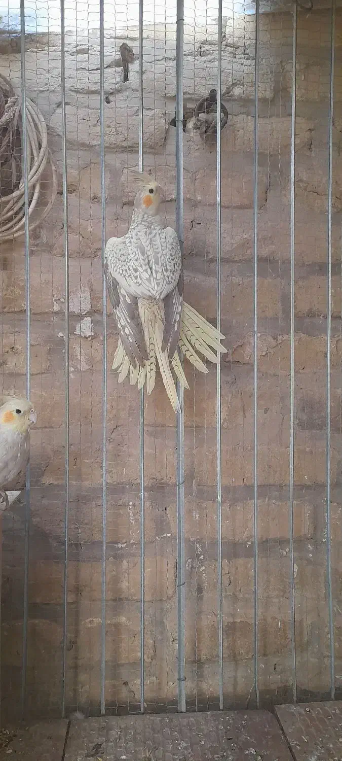 جوجه عروس|پرنده|سمنان, |دیوار