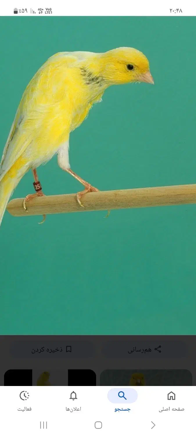 دوعدد جوجه پران ۶ عدد ساده|پرنده|اهر, |دیوار