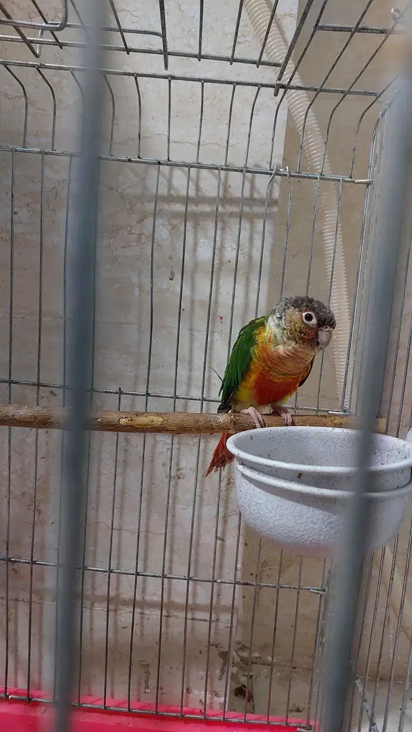 طوطی گرینچیک سینه سرخ|پرنده|مسجد سلیمان, |دیوار