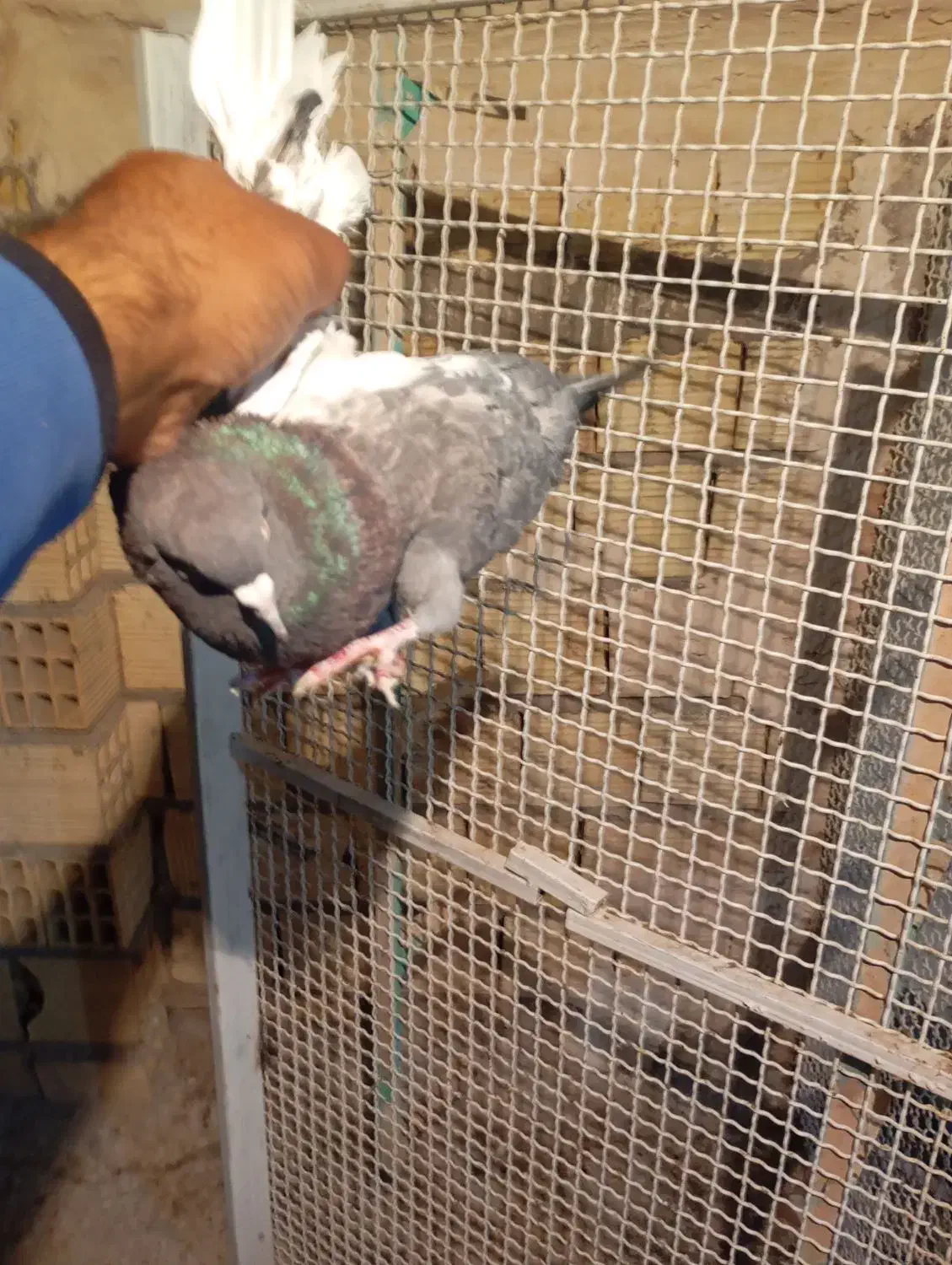 سین سبز|پرنده|رفسنجان, |دیوار